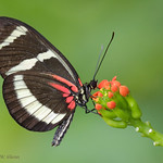Doris Longwing Butterfly