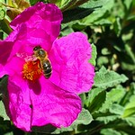 Mondays with flowers and a bug/Dilluns amb flors i un bitxo/ Lunes con flores y un bicho