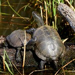 0S8A4984X. European Pond Terrapin (Emys orbicularis) - Cistude d'Europe
