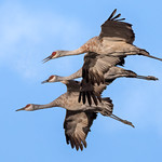 The Three Graces - Sunset Flight