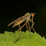Dance Fly (Empis sp.)