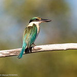 Sacred Kingfisher, Inskip, Australia