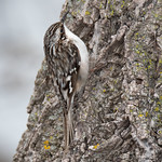Brown Creeper