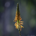 Nature's simple beauty