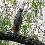 Day 6, Yellow-crowned Night-Heron