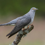 DSP03890 - Cuckoo ♂ (Cuculus canorus)