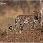 Female Leopard