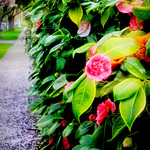 moving in one long whisper