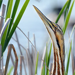 American Bittern