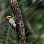 Golden-cheeked Woodpecker (F), Pic El&eacute;gant (F), Carpintero Enmascarado (H), Melanerpes Chrysogenys