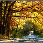 Autumn Colors along a country road
