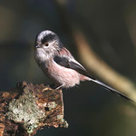 Long Tailed Tit. Image 3.