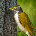 juvenile blue-faced honeyeater