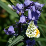 Orange Tip