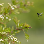 In-Flight Entertainment