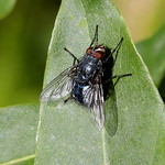 Bluebottle Butt - HBBBT