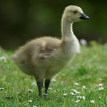 Poser (1/2) : baby Canada goose (zoom in for more details)