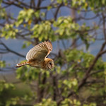 Barn Owl