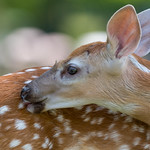 A Little Bit Twisted