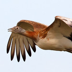 Great Bustard of Northern Spain
