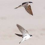 Return of the House Martin 😊