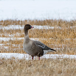 Pink-footed Goose, Lumsden