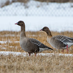Pink-footed Goose, Lumsden