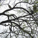 Day 6, Yellow-crowned Night-Herons