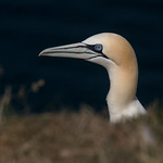 Gannet's eye view RSPB Troup Head