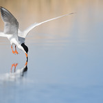 Forster&rsquo;s Tern (Sterna forsteri)