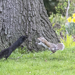 Squirrel Fight