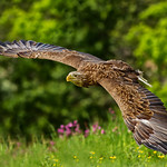 Female White-Tailed Eagle (Haliaeetus albicilla ) ( Captive ) - Flying Barn Door !!