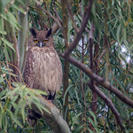 Dusky Eagle Owl