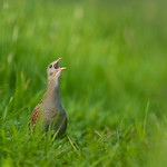Corncrake (Crex crex)
