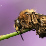 Sleeping Bee