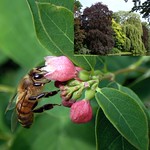 Commercial Town. Noorderplantsoen and Honeybee, Apis mellifera, on Symphoricarpos albus, Groningen, The Netherlands