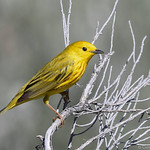Yellow Warbler