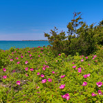 Classic Cape Cod summer