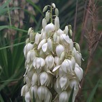 Yucca