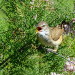 Great Reed Warbler (Acrocephalus arundinaceus) "In full song"