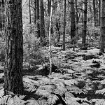 166-2019-365-(1262) Birch amongst the Scots Pines