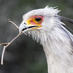 Secretary bird busy constructing a nest