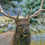 Papa Elk