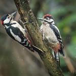 ... Like father like son ...