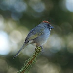 green tailed towhee (Pipilo chlorurus)