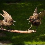 Sparring Starlings ...