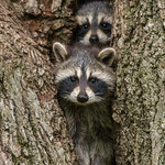 Ratons laveur / Raccoons