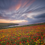 'Winded Poppies' - West Pentire