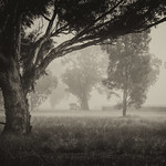 Foggy morning........