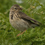 Pipit
